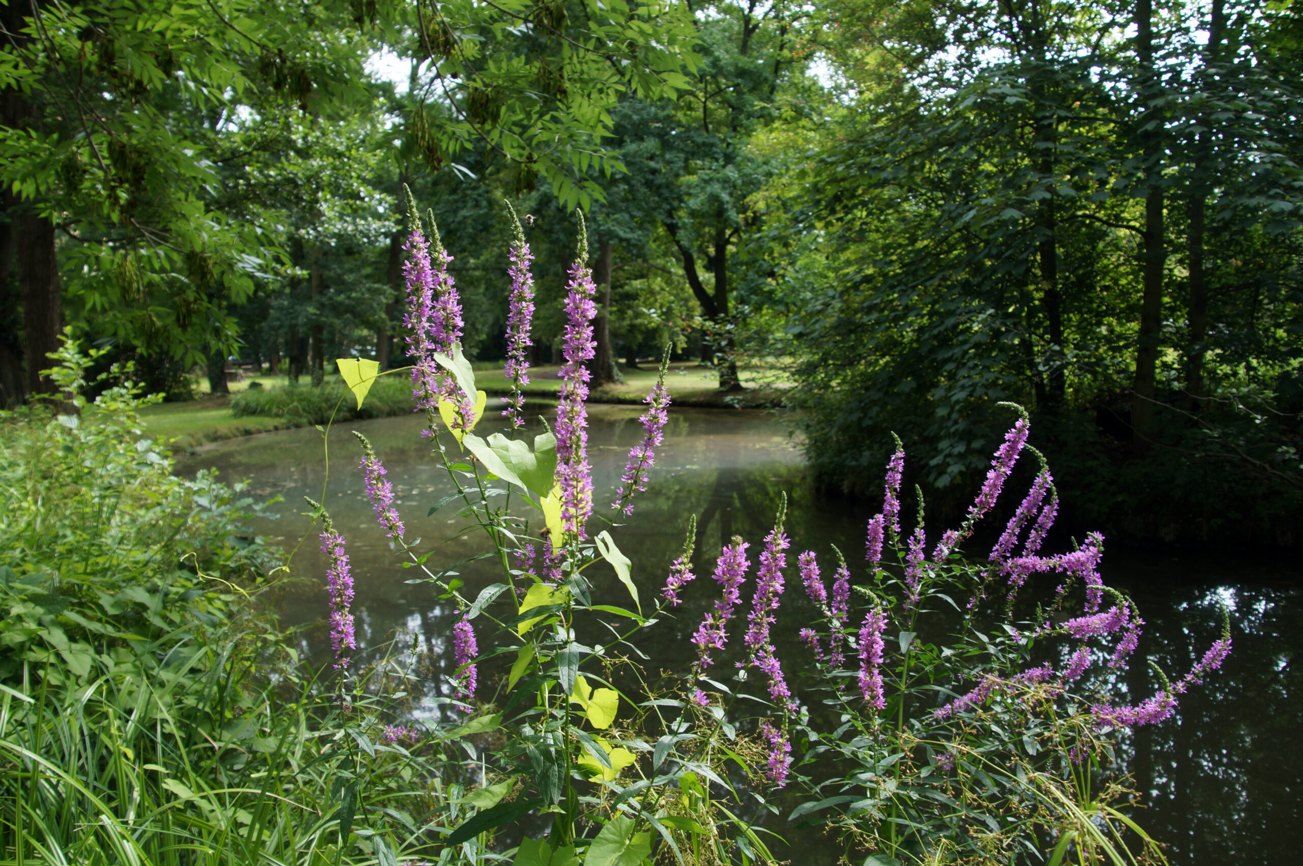 Schlosspark Vetschau